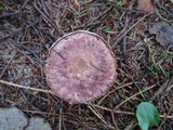 Agaricus silvaticus image