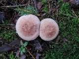 Agaricus silvaticus image