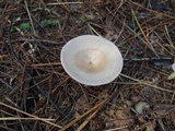 Clitocybe gibba image