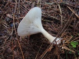 Clitocybe gibba image
