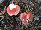 Russula silvicola image