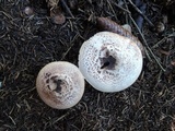 Agaricus silvaticus image