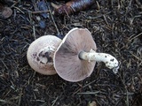 Agaricus silvaticus image