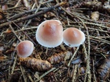 Mycena rosea image