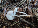 Mycena rosea image