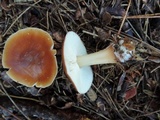 Rhodocollybia butyracea image