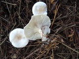 Clitocybe phyllophila image