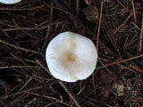 Clitocybe phyllophila image