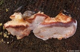 Postia fragilis image