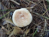 Lactarius chrysorrheus image