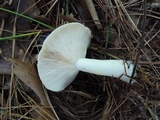 Lactarius chrysorrheus image