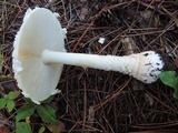 Amanita chrysoblema image