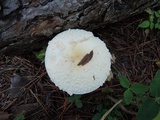 Amanita chrysoblema image