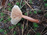 Lactarius tabidus image