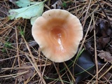 Lactarius tabidus image