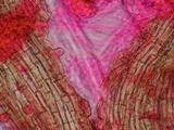 Akanthomyces aranearum image
