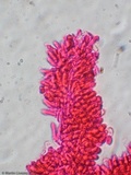 Akanthomyces aranearum image
