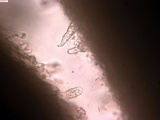 Mycoacia nothofagi image