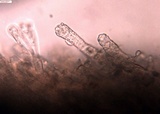Mycoacia nothofagi image