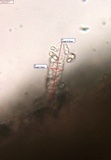 Mycoacia nothofagi image