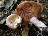 Lactarius subpurpureus image