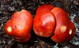 Leucopaxillus gracillimus image