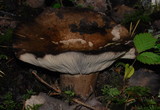 Russula albonigra image