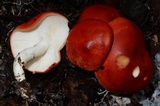 Leucopaxillus gracillimus image