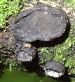 Camillea labellum image