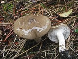 Hygrophorus agathosmus image
