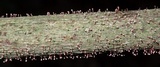 Tubercularia lateritia image