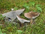 Hygrophorus camarophyllus image