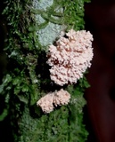Xylocoremium flabelliforme image