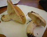 Lactarius musteus image