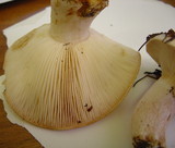Lactarius musteus image