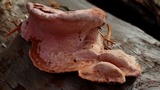 Fomitopsis cajanderi image