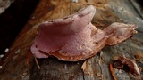 Fomitopsis cajanderi image