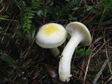 Hygrophorus chrysodon image