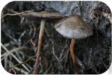 Psilocybe semilanceata image