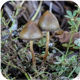 Psilocybe semilanceata image