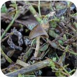 Psilocybe semilanceata image