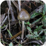 Psilocybe semilanceata image