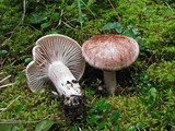 Hygrophorus erubescens image