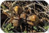 Psilocybe semilanceata image