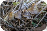Psilocybe semilanceata image