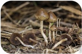 Psilocybe semilanceata image