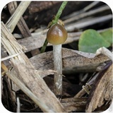 Psilocybe semilanceata image