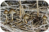 Psilocybe semilanceata image