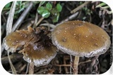 Psilocybe semilanceata image
