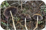 Psilocybe semilanceata image